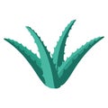 Color icon depicting aloe in flat style.